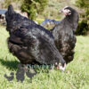 Hybrid Bronze Egger Chicken