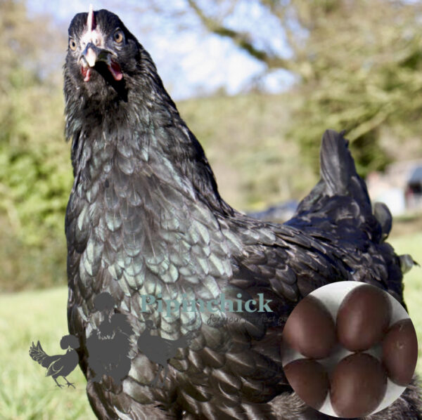 Hybrid Bronze Egger Chicken