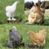 Gentle Giants Flock