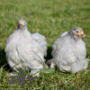 Great For Kids Flock