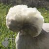 Ornamental Flock
