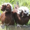 Ornamental Flock
