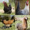 Pure Breed Rainbow Layers Flock