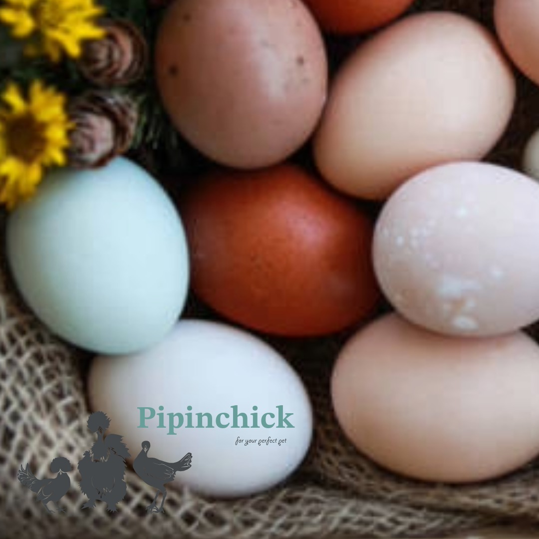 Funky Pure Breed Rainbow Layers