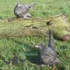 Bantam Sablepoot Cuckoo