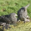 Bantam Sablepoot Cuckoo
