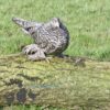 Bantam Sablepoot Cuckoo