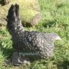 Bantam Sablepoot Cuckoo