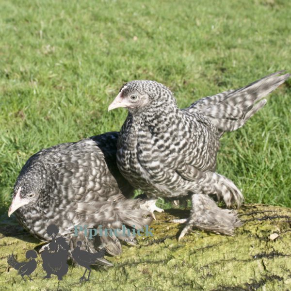 Bantam Sablepoot Cuckoo