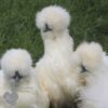 Great For Kids Flock