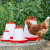 Economical Plastic Poultry Feeder