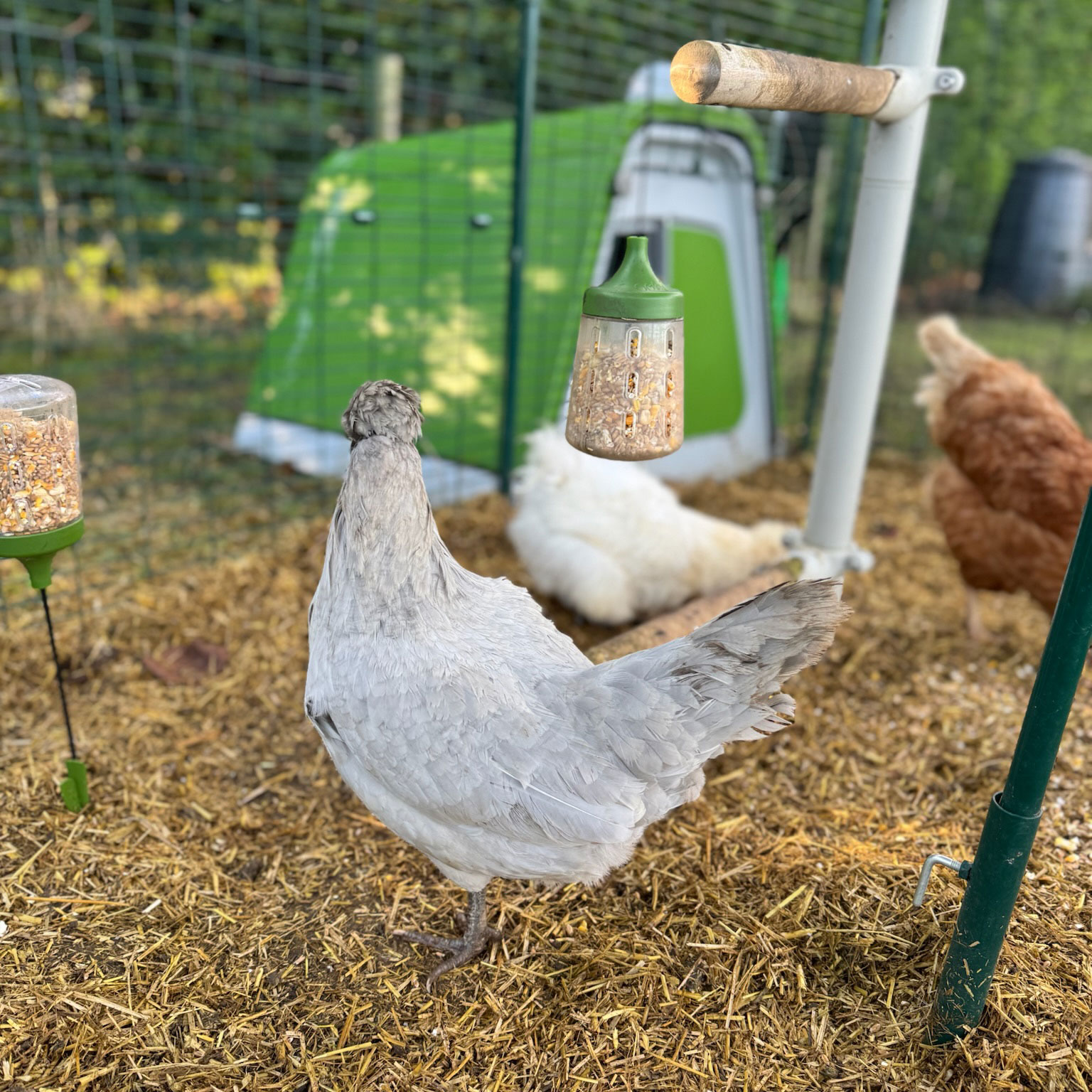 chicken houses
