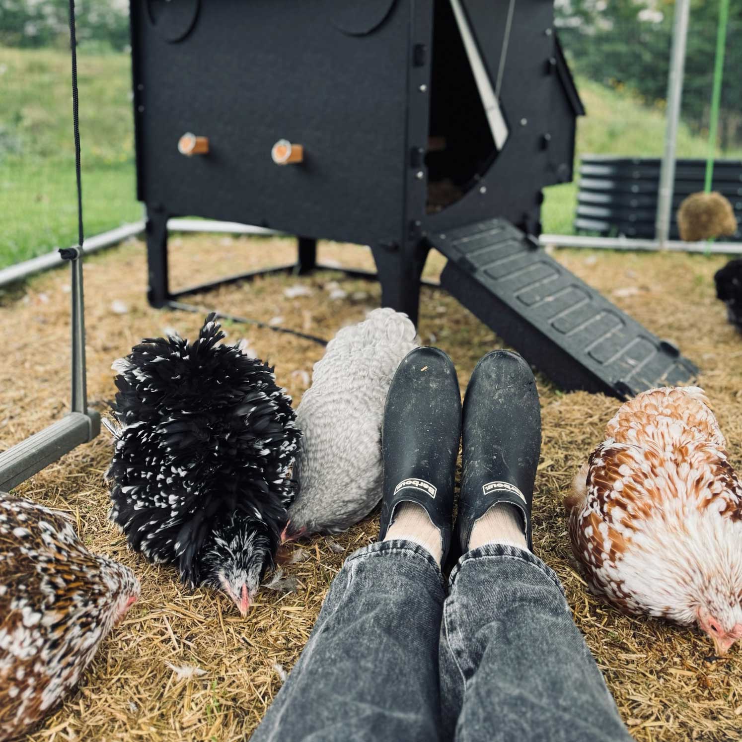 chicken nesting boxes