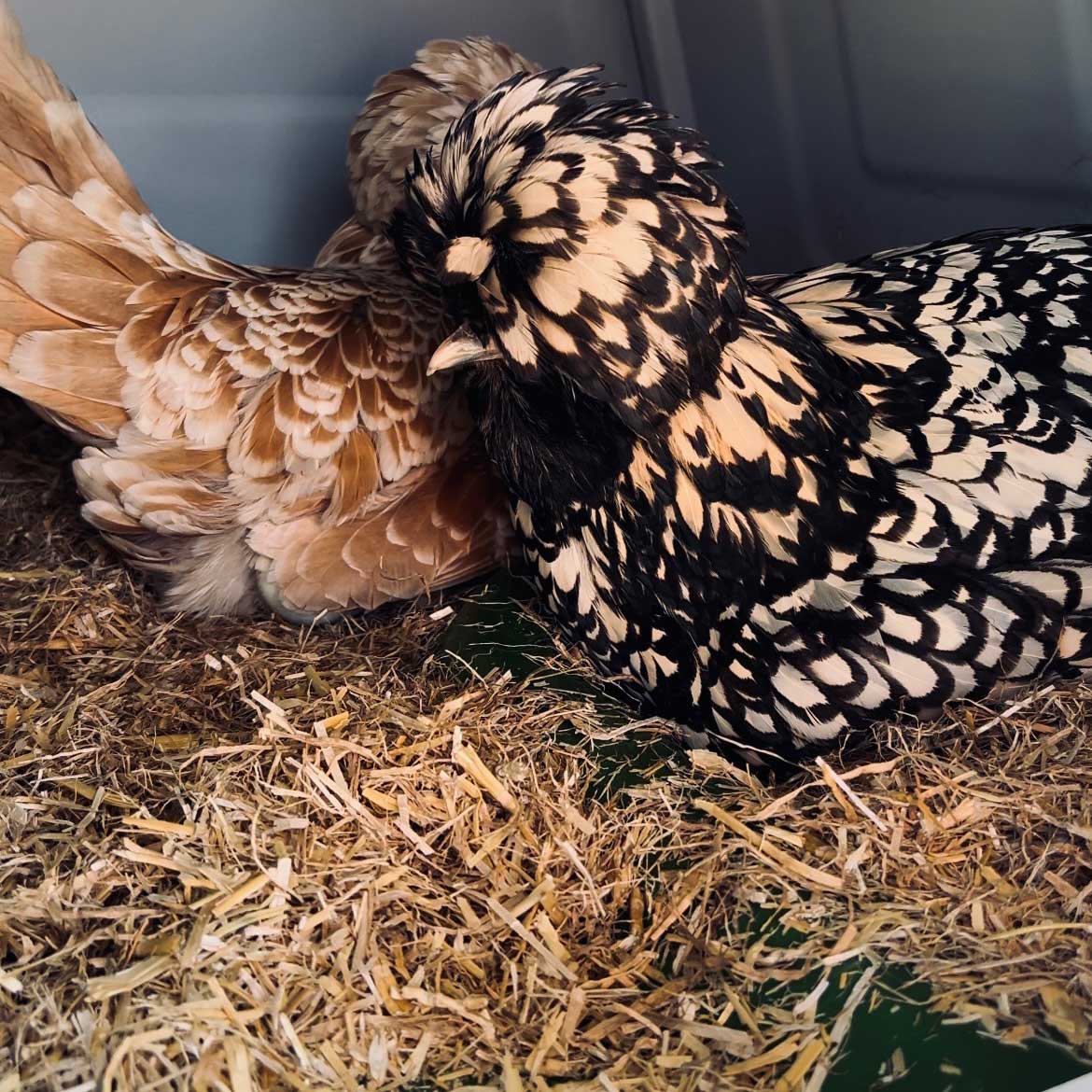 chickens nesting