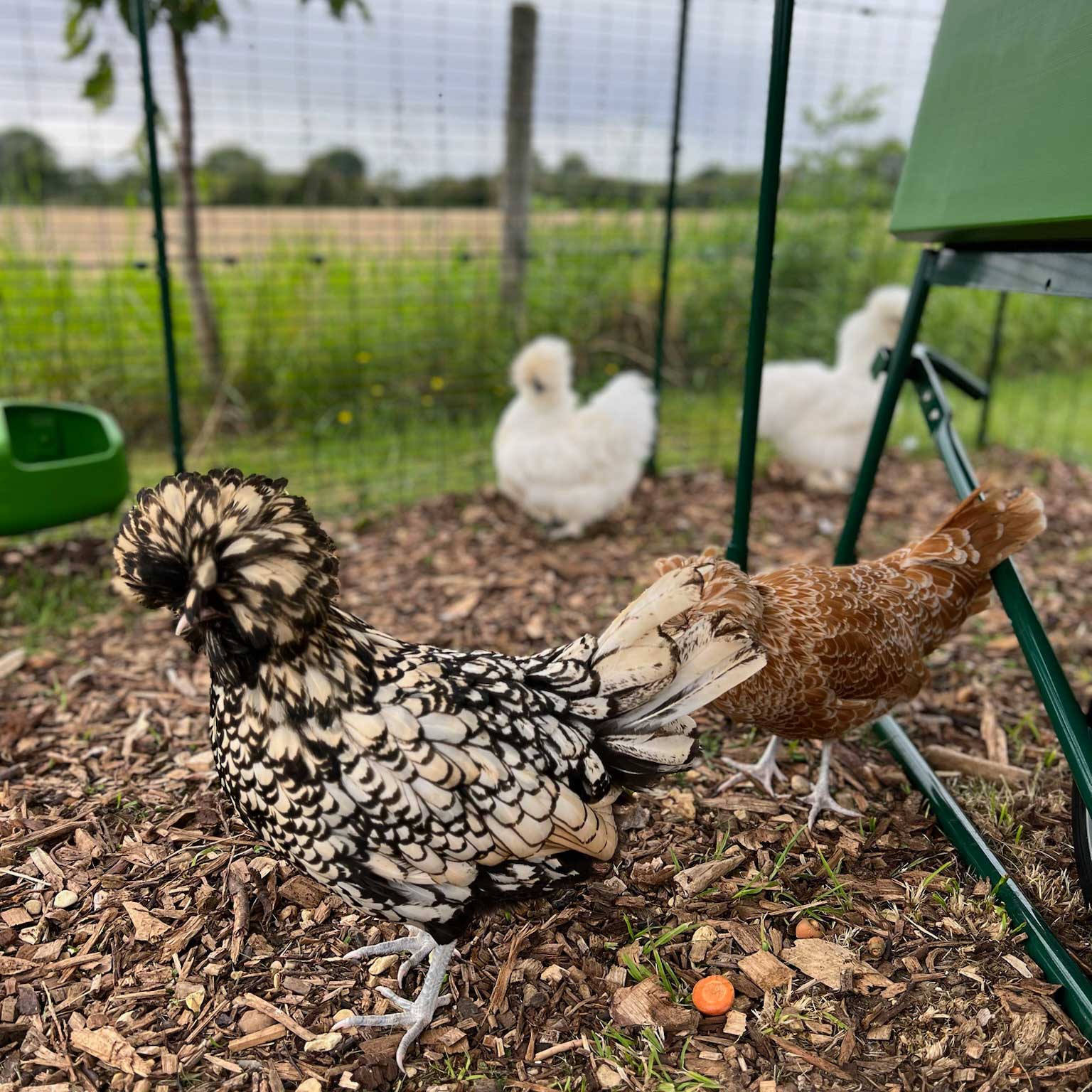 chickens