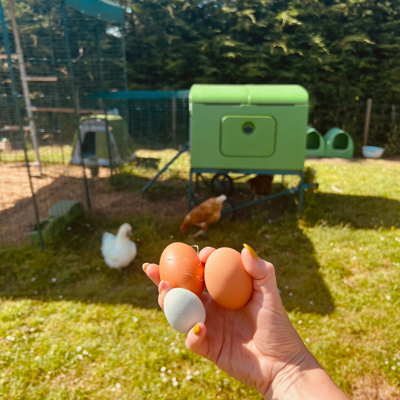hen houses