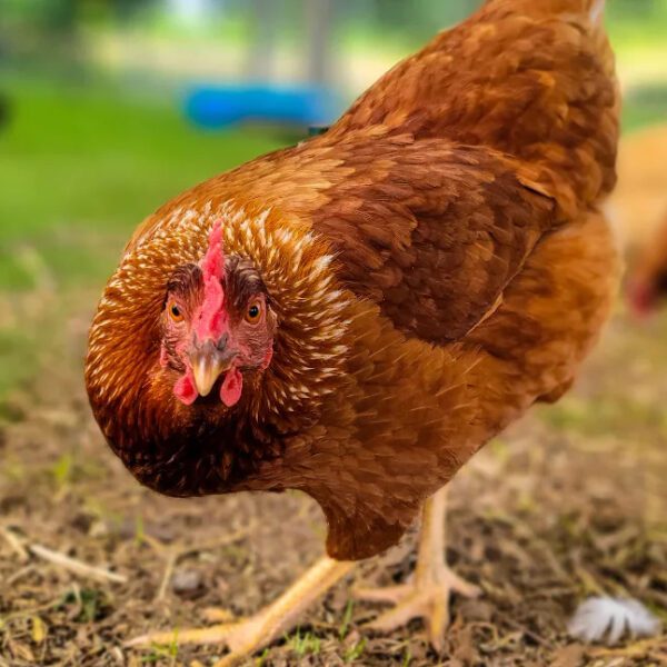 Hybrid Black Tail Chicken