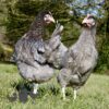 Hybrid Olive Egger Chickens