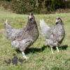 Hybrid Olive Egger Chickens