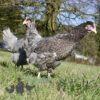 Hybrid Olive Egger Chickens