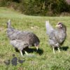Hybrid Olive Egger Chickens