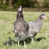 Hybrid Olive Egger Chickens