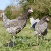 Hybrid Olive Egger Chickens