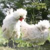 Bantam Polish Frizzle Chicken Khaki
