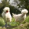 Bantam Polish Frizzle Chicken Khaki