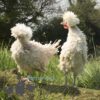 Bantam Polish Frizzle Chicken Khaki