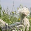 Bantam Polish Frizzle Chicken Khaki
