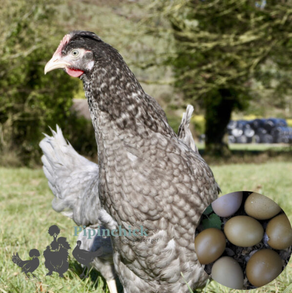 Hybrid Olive Egger Chickens