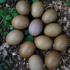 Olive eggs