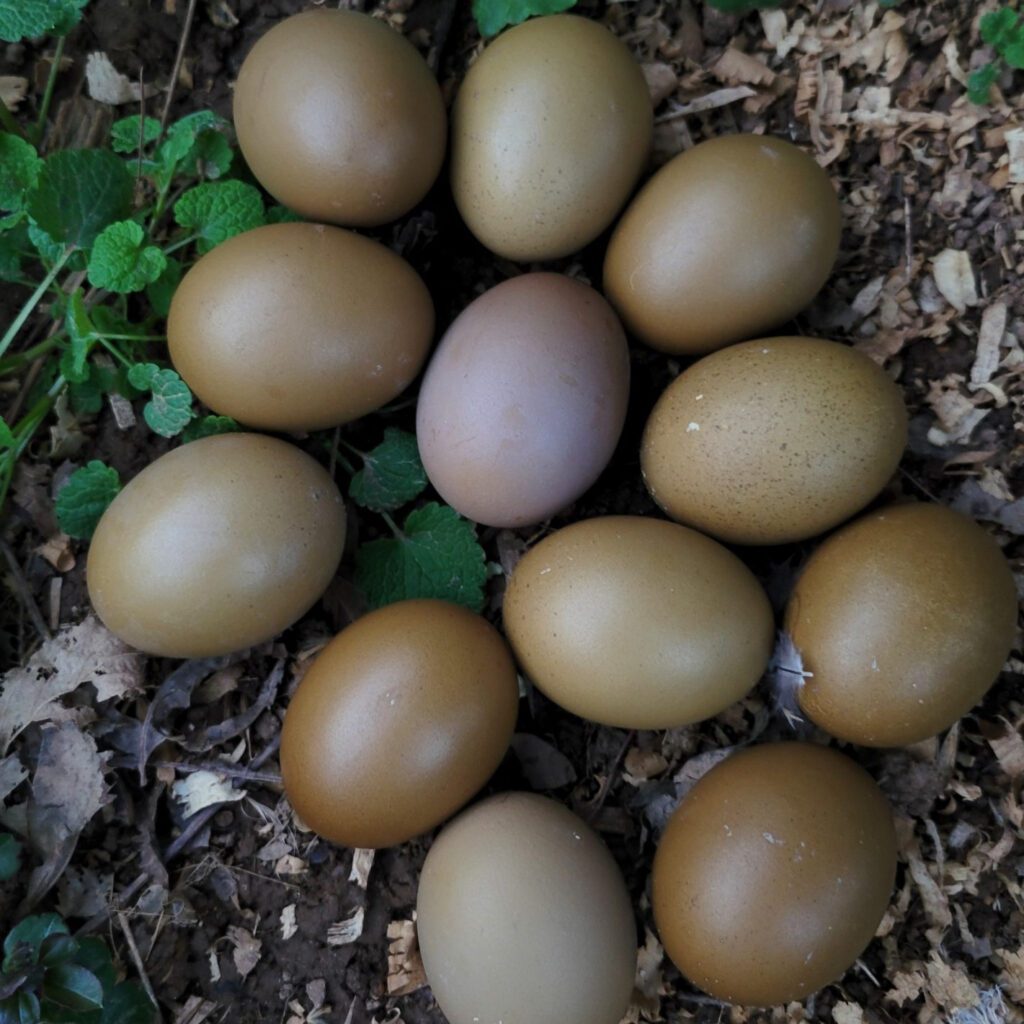 Olive eggs