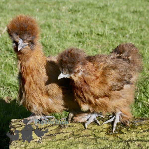 Bearded Silkie Chicken Red Partridge