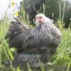 Pekin Bantam Chicken Silver Pencilled