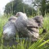 Pekin Bantam Chicken Silver Pencilled