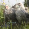 Pekin Bantam Chicken Silver Pencilled
