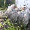 Pekin Bantam Chicken Silver Pencilled