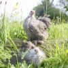 Pekin Bantam Chicken Silver Pencilled