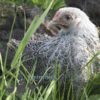 Pekin Bantam Chicken Silver Pencilled