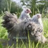 Pekin Bantam Chicken Silver Pencilled
