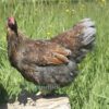 Wyandotte Hen Large Blue Laced