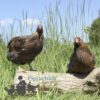 Wyandotte Hen Large Blue Laced