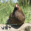 Wyandotte Hen Large Blue Laced