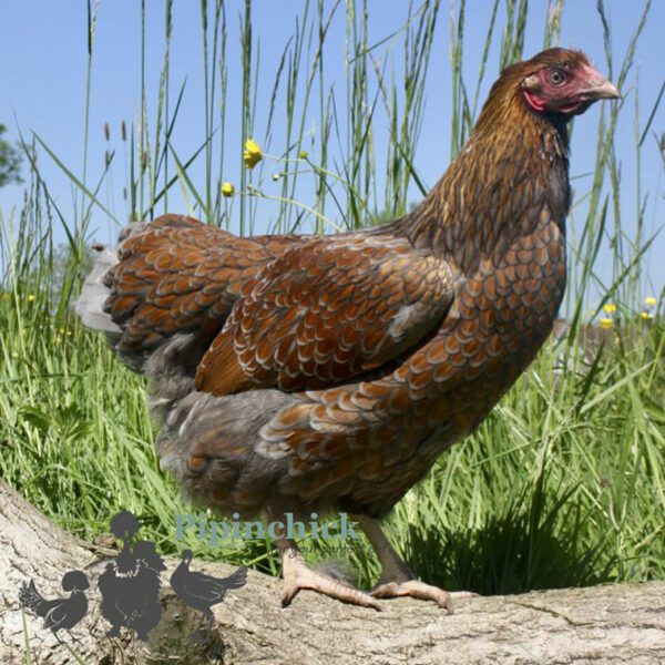 Wyandotte Hen Large Blue Laced