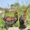 Wyandotte Hen Large Blue Laced