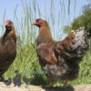Wyandotte Hen Large Blue Laced