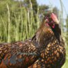Wyandotte Hen Large Gold Laced