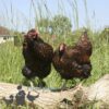 Wyandotte Hen Large Gold Laced